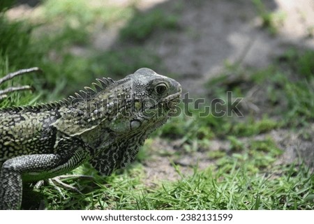 Side profiile of a common iguana with spikes on spine. Royalty-Free Stock Photo #2382131599