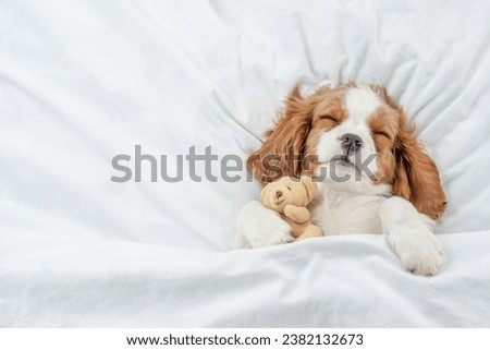 Cute Cavalier King Charles Spaniel puppy sleeps on a bed at home and hugs toy bear. Top down view. Empty space for text Royalty-Free Stock Photo #2382132673
