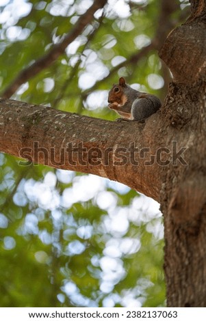 A gray squirrel in the University of Georgia