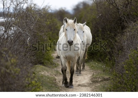 Wild Camargue White Horses Running Direct in and Looking at Camera on a Footpath in Wilderness of Delta of River Soca in Italy 