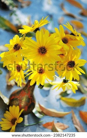 False Sunflower (Heliopsis helianthoides) in a vase in the sun. Heliopsis flowers  in sunny autumnal day. Bright sunny flower, yellow.Selective focus and shallow depth of field. 