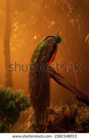 A majestic peacock laying its enigmatic tail in a misty morning bowing the mother nature