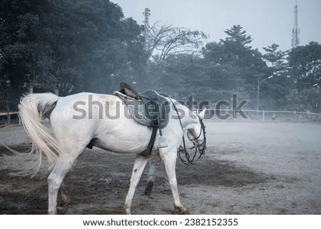 A white horse standing alone in a barren field, with a backdrop of trees and a cell tower. The horse, adorned with a saddle, exudes a sense of quiet strength and resilience