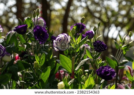 Purple White Lisianthus (Eustoma grandiflorum) flowers blooming in garden Royalty-Free Stock Photo #2382154363