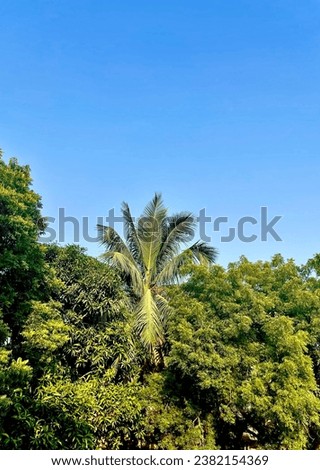 An iconic image of a lone coconut tree standing tall, its lush fronds dancing in the breeze, capturing the serene beauty and resilience of nature.