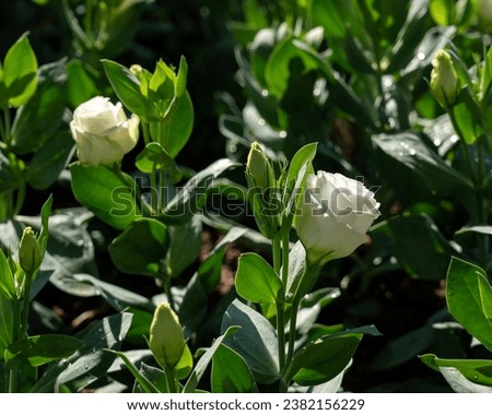 White Lisianthus (Eustoma grandiflorum) flowers blooming in garden