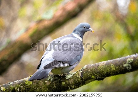 Common, widespread pigeon with a brown body and a white neck patch. Found in woodlands, parks, and gardens throughout Europe and North Africa.

