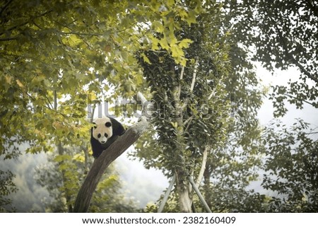 Young Panda playfully climbing a tree in Wolong Conservation Park in Sichuan, China