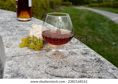 Tasting of Cognac strong alcohol drink in Cognac region, Grand Champagne, Charente with ripe ready to harvest ugni blanc grape on background uses for spirits distillation, France