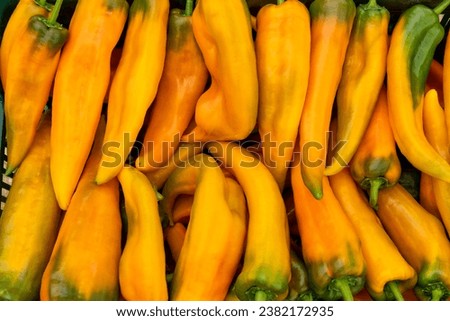 Food photography of fresh yellow pepper, Corno di Toro (Capsicum annuum), raw organic vegetable close-up macro - stock photo