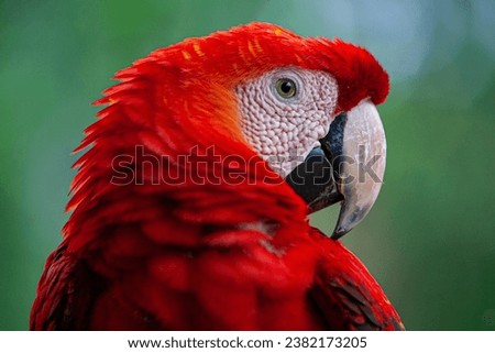The Scarlet Macaw (Ara macao) is a large, vibrant, and beautiful parrot native to the tropical rainforests of Central and South America. Royalty-Free Stock Photo #2382173205