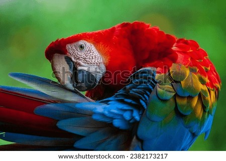 The Scarlet Macaw (Ara macao) is a large, vibrant, and beautiful parrot native to the tropical rainforests of Central and South America. Royalty-Free Stock Photo #2382173217