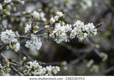 Spring white blossom of plum prunus fruit tree, orchard with fruit trees in Betuwe, Netherlands in april
