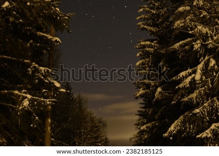 Starry Sky and firs with snow a wintwr night