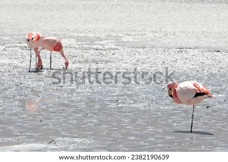 Flamingo in lagoon, Salar Uyuni, Peru