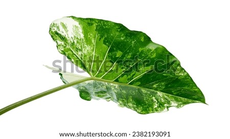 Variegated Alocasia leaf, Variegated Alocasia Elephant Ear Plant isolated on white background with clipping path                                    