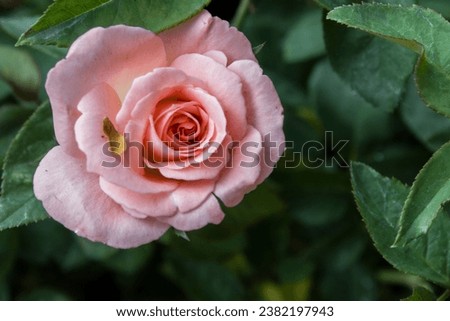 Image of pink flowers (pink roses)