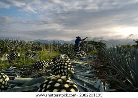 At dawn the farmer is cutting several agave plants in the field of Tequila Jalisco. Royalty-Free Stock Photo #2382201195