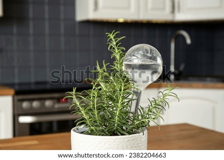 Round transparent self watering device globe inside potted rosemary herb plant soil in home kitchen interior indoors, keeps plants hydrated during vacation period. Royalty-Free Stock Photo #2382204663