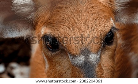 Close-up picture of golden fur Sitatunga (Tragelaphus spekii) head with pearl black eyeballs looked at the camera. Close-up animalwildlife picture with no people
