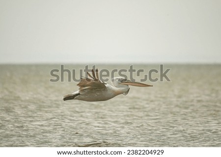 Dalmatian pelican in flight. Pelicans from Lake Manyas, Turkey.