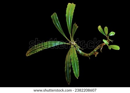 Long leaves of Bucephalandra Crocodile tropical aquarium plant isolated on black background with clipping path