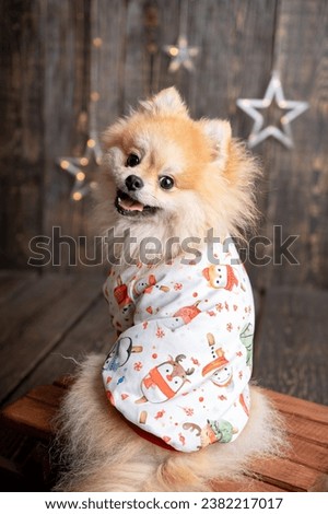 Cute dog in a costume. Pomeranian spitz dressed up in costume. Beautiful animals
