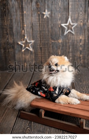 Cute dog in a costume. Pomeranian spitz dressed up in costume. Beautiful animals