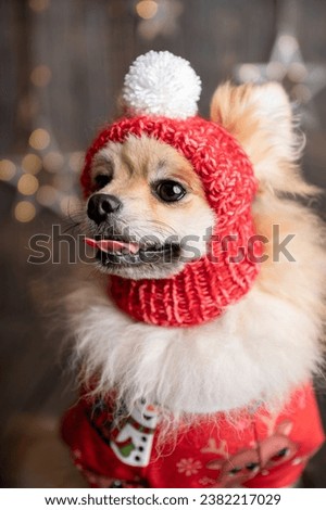 Cute dog in a New Year's costume. Holiday Concept. Pomeranian spitz dressed up in Christmas costume. Beautiful animals in a hat. Holiday puppy.