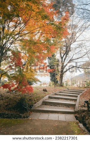 Autumn leaves in kyoto japan. Red maple leaves in autumn season.