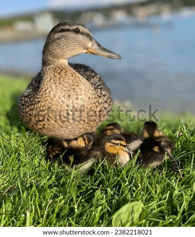 A wonderful duck family on the lakeshore in summer.