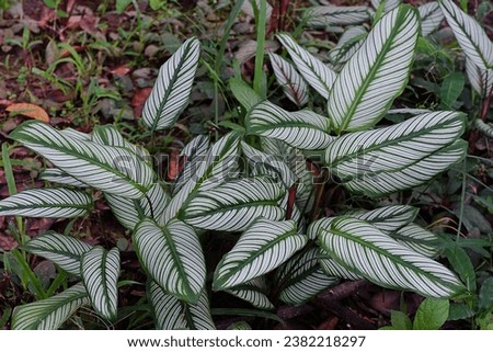 Goeppertia ornata, variously striped, pin-stripe or pin-stripe calathea.It is native to South America and is cultivated in temperate countries as a houseplant. Royalty-Free Stock Photo #2382218297