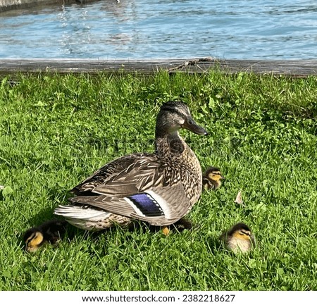 Inspiring picture of a duck with ducklings on the lakeside.