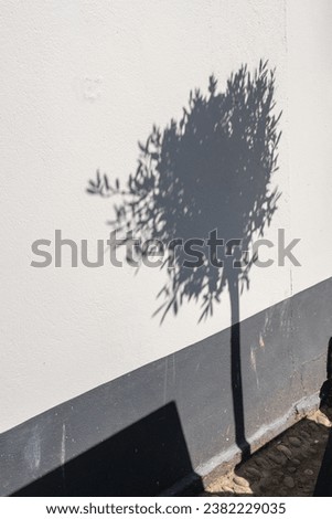 Tree shadows against a wall 