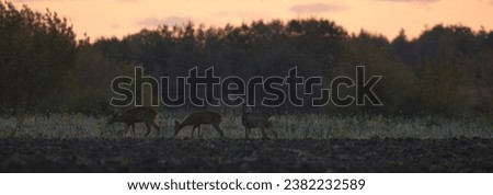 Roe deer on the field at sunset. Capreolus capreolus.
