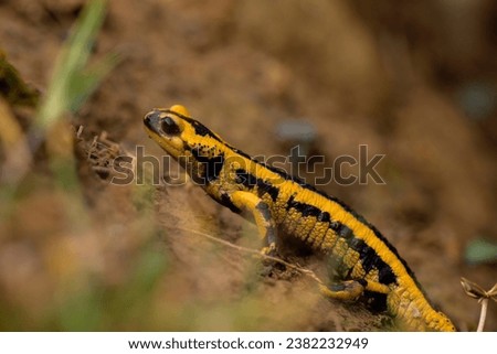 yellow and black salamander walking in the mud of the forest, free-living amphibians in nature, horizontal macro photography. copy space