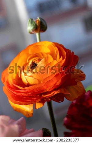 Orange Garden Buttercup Flower Close Up. High-Quality Stock Photos
