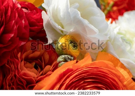 Orange Garden Buttercup Flower Close Up. High-Quality Stock Photos