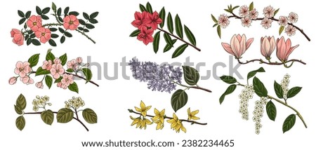 vector drawing spring branch of flowering with green leaves and flowers blooming orchad, isolated at white background, hand drawn illustration Royalty-Free Stock Photo #2382234465
