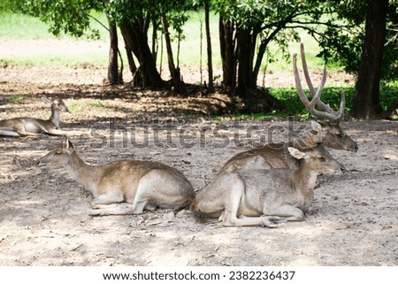Deers in zoo and Ecotourism attraction garden park in Nong Yai Royal Development Initiative Projects and Kaem Ling Regulating Reservoir for thai people local traveler travel visit in Chumphon Thailand