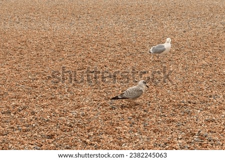Two seagulls on a gravel beach at low tide.