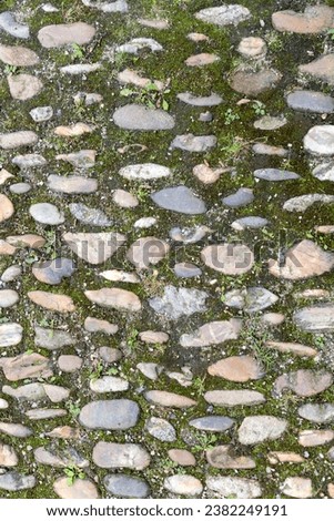 Old cobblestone pavement background texture with moss and lichen.