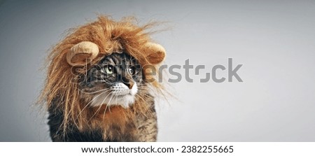 Funny maine coon cat in lion costume looking sideways. Panoramic image with copy space. Royalty-Free Stock Photo #2382255665