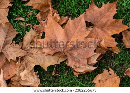 Maple leaves fall on the grass