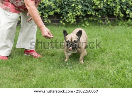 French Bulldog with his Human in the garden