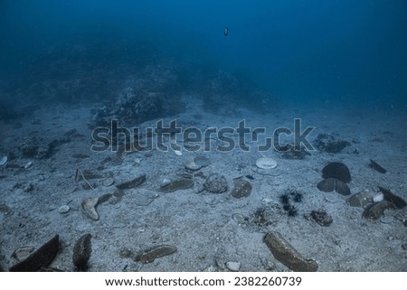 Leopard Shark Blends in with the sand
