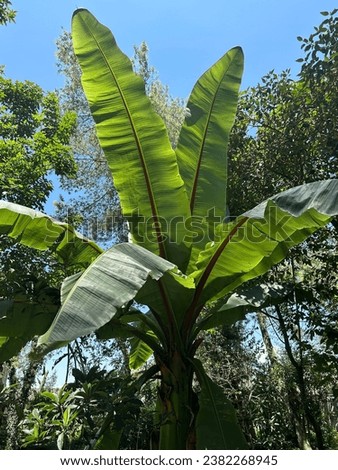 Banana palm tree in the jungle, bright sunny day