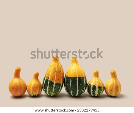 Decorative pumpkins on beige background. Minimal style aesthetic photo, stylish autumn concept, Halloween and Thanksgiving holiday. Mini cucurbita or squash, pastel color, creative autumnal vegetables