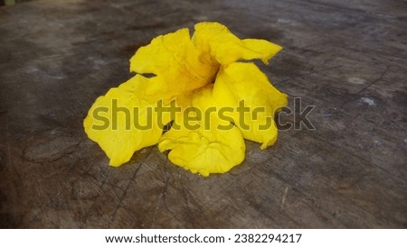 yellow tabebuia flowers on a wooden table