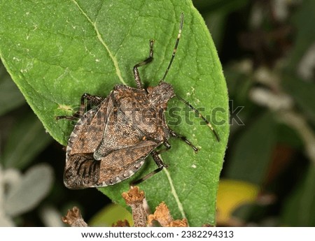 Macro image in natural light of isolated specimen of Brown marmorated stink bug, scientific name Halyomorpha halys, photographed on a green leaf with natural background.
